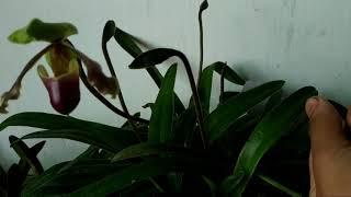 Hài hecman - paphiopedilum herrmannii - vườn lan Duy Dương - 0914336889