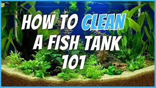 How to Clean an Aquarium (Step-by-Step Guide)