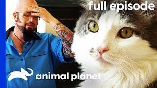 'Vicious' Cat Chases Owners Around Their House | My Cat From Hell (Full Episode)