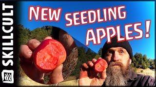 Taste Testing NEW Red Fleshed Seedling Apples!