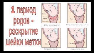 1 период родов (раскрытие шейки матки)!