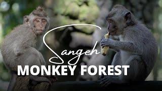 Sangeh monkey Forest | Cinematic