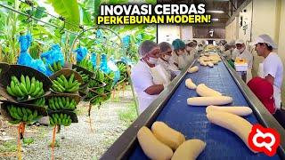 Inovasi Petani CERDAS!! Ternyata Begini Cara Budidaya Pisang Modern Terluas Di Asia Tenggara