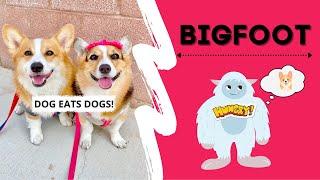 TALKING DOGS FIND BIGFOOT! #shorts #corgi