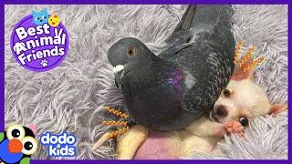 This Pigeon Loves To Sit On A Puppy! | Best Animal Friends | Dodo Kids