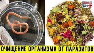 Очищение организма от паразитов в домашних условиях / Здоровье фарм