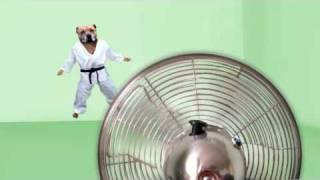 Dog Judo - Judo Fan