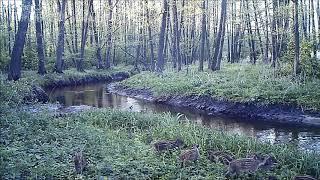 Малыши Воронежского заповедника