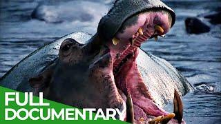 Wild Congo | Part 1: River of Monsters | Free Documentary Nature