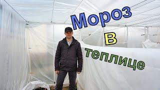 Виноград . Сколько мороза может выдержать теплица.