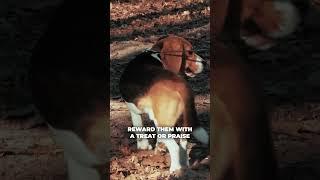 Reinforcing Your Dog's Digging: Step By Step For Pet Parents (2/4)