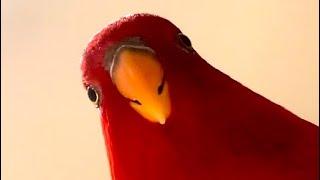 Red birbWooo wooo….Tan tan tn tn