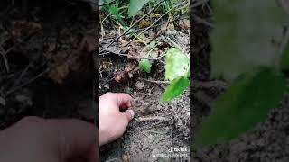 СТАРАЯ ДОРОГА В ЛЕСУ.SHORTS