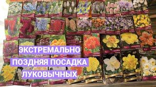 Двухъярусная посадка луковичных поздней осенью