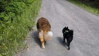 Jekku schipperke & Emmi aussie camping - telttailemassa