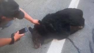 Man Saves Bear From Death After Accident, But Then The Unbelievable Happens