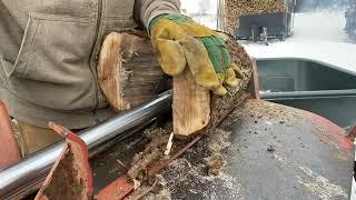 Splitting black walnut firewood