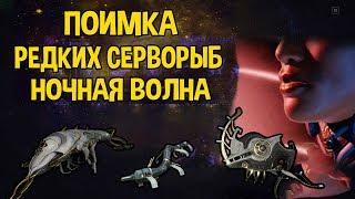 WARFRAME ЗАДАНИЕ НОЧНОЙ ВОЛНЫ ПОИМКА РЕДКОЙ СЕРВОРЫБЫ