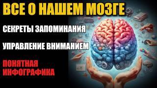 ВСЕ О НАШЕМ МОЗГЕ. СЕКРЕТЫ ЗАПОМИНАНИЯ И УПРАВЛЕНИЯ ВНИМАНИЕМ! ПОНЯТНАЯ ИНФОГРФИКА!!!