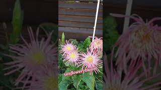 #shorts Autumm Sunflowers bloom in my garden | Autumn Feels | Bisdak SaOZ