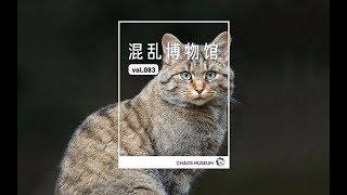 貓娘養的弓形蟲 |Toxoplasma gondii| ChaosMuseum