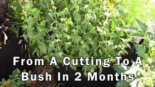 From a Mint Cutting to a Mint Bush in Two Months.