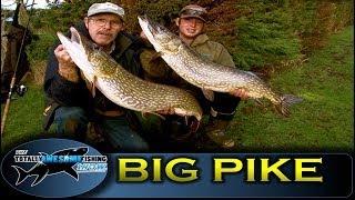 BIG PIKE FISHING with DEADBAITS! - TAFishing Show