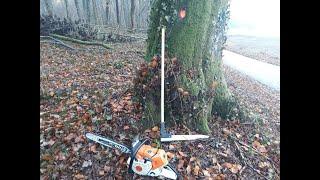 Abattage d'un Hêtre de 5m³ [STIHL ms 500i]