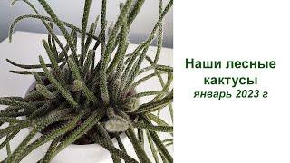 Наши лесные кактусы