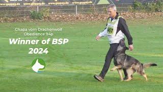 Winner of BSP 2024 - Chapa vom Drachenwolf - Obedience 94p