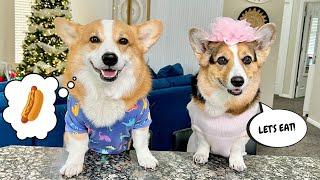 Corgis Review Snacks! #dogs #food