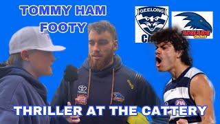 Cats Win In A Thriller!! Cats Vs Crows Vlog 2024