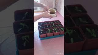 Пикирование томатов, простой и проверенный способ!