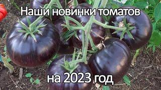 Наши новинки редких сортов томатов на 2023 год