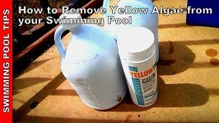 How To Remove Algae from a Swimming Pool