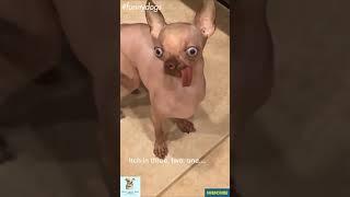 OMG It's DOG video is SO CUTE #Shorts #funnydogs #petlover #crazydogs #animalmate #itdog #smilingdog