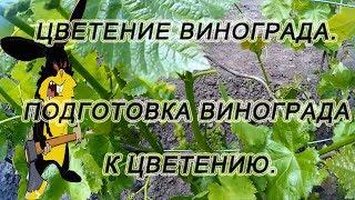  Цветение винограда. Что нужно и что нельзя делать.