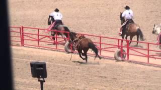 2014 Cheyenne Frontier Days Rodeo Horse Injured