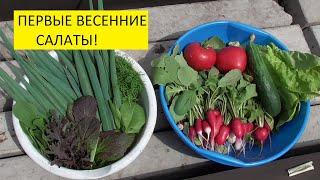 Помидоры, огурцы, редис и зелень - все уже выросло у меня в огороде! Ольга Чернова.