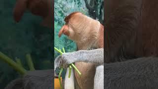 #Changlong Proboscis Monkey Deva #original video #Changlong Wildlife World