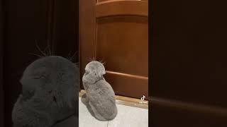 кот говорит - открой дверь на чеченском языке.