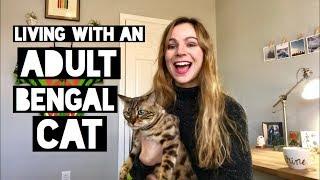 Bengal Cats: a 'long term review' of sorts