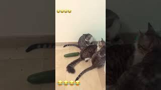 Cat vs cucumber #foryou #catvideos #funny #petsunited #funnyanimal