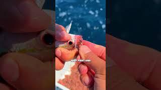 HUGE FISH eats TINY bait  #fishing