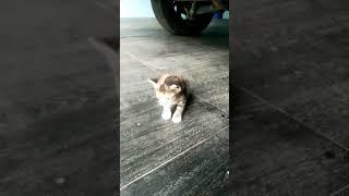 #anakkucinglucu#mencariibunya#shorts#shortsvideo#catlover