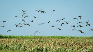 Ducks DROPPING Into Water. #teal #duckhunting #tealhunting