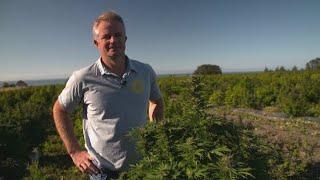 Small Marlborough company ready to harvest New Zealand's largest crop of medicinal cannabis