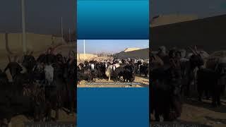الفلم الوثائقی (مشهد من الخوف)  (الجزء ۲) #afghanistan #rta #shorts