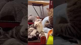 Me and my brother fighting #content #funnyvideo #funny #petlover #pets #cute #cat #fighting #foryou