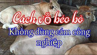 Cách nuôi bò vỗ béo| Không dùng cám công nghiệp ️0372225255